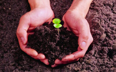 Tout ce qu’il faut savoir sur le compost maison